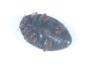 Scymnus sp.
